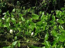 Attēlu rezultāti vaicājumam “Calla palustris fruit”
