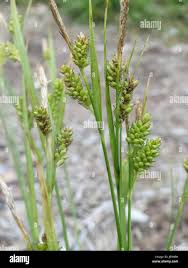 Attēlu rezultāti vaicājumam “Carex pallescens”