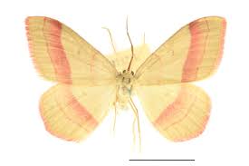 Attēlu rezultāti vaicājumam “Rhodostrophia vibicaria”