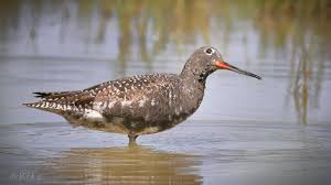 Image result for Tringa erythropus