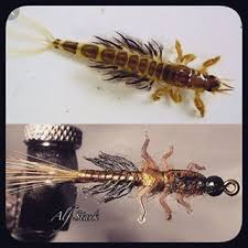 Attēlu rezultāti vaicājumam “Ephemera vulgata”