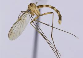 Attēlu rezultāti vaicājumam “Mycetophilidae”