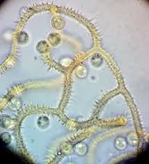 Attēlu rezultāti vaicājumam “Trichiaceae, Hemitrichiaceae, Arcyriaceae”