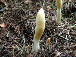 Attēlu rezultāti vaicājumam “Podostroma leucopus”