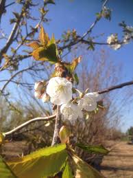 Attēlu rezultāti vaicājumam “Prunus avium flower”