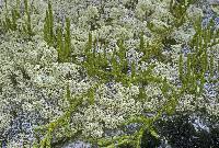 Attēlu rezultāti vaicājumam “Cladonia stellaris”