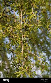 Attēlu rezultāti vaicājumam “Ginkgo biloba male flower”