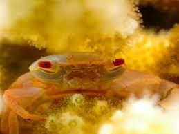 Attēlu rezultāti vaicājumam “Crustacea”