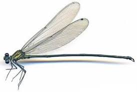 Attēlu rezultāti vaicājumam “Calopterygidae”