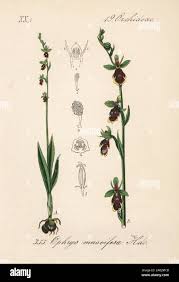 Attēlu rezultāti vaicājumam “Ophrys insectifera”