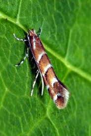 Attēlu rezultāti vaicājumam “Cameraria ohridella”