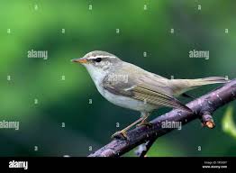 Image result for Phylloscopus borealis