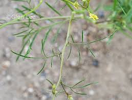 Attēlu rezultāti vaicājumam “Sisymbrium altissimum leaf”