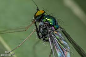 Attēlu rezultāti vaicājumam “Lophozia laxa macro”