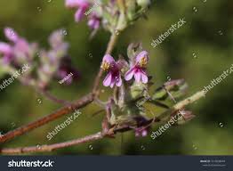 Attēlu rezultāti vaicājumam “Odontites vulgaris leaf”