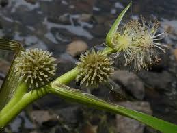 Attēlu rezultāti vaicājumam “Sparganium minimum leaf”