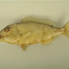 Image result for Salmo dentex