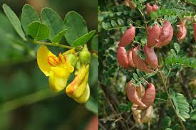 Image result for Colutea arborescens