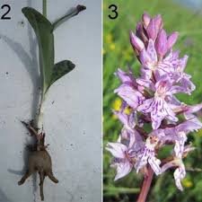 Attēlu rezultāti vaicājumam “Dactylorhiza fuchsii”