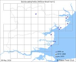 Attēlu rezultāti vaicājumam “Sciota adelphella”