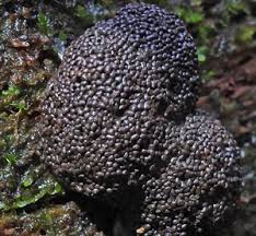 Attēlu rezultāti vaicājumam “Tubifera montana”