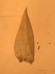 Attēlu rezultāti vaicājumam “Callicladium haldanianum”