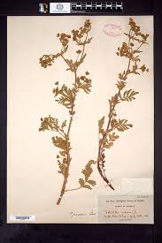 Attēlu rezultāti vaicājumam “Potentilla supina”