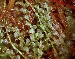 Attēlu rezultāti vaicājumam “Calypogeia”