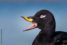 Attēlu rezultāti vaicājumam “Melanitta fusca”