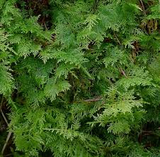 Attēlu rezultāti vaicājumam “Thuidium assimile”