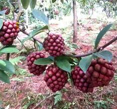 Attēlu rezultāti vaicājumam “Carex diandra fruit”