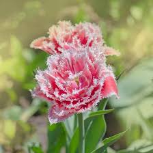 Attēlu rezultāti vaicājumam “Tulipa gesneriana flower”