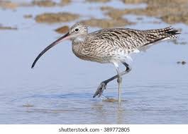 Attēlu rezultāti vaicājumam “Numenius arquata”