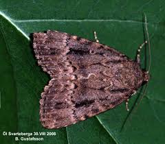 Attēlu rezultāti vaicājumam “Amphipyra pyramidea”