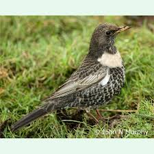 Image result for Turdus torquatus