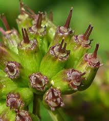 Attēlu rezultāti vaicājumam “Oenanthe aquatica fruit”