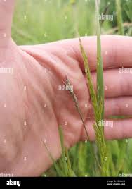 Attēlu rezultāti vaicājumam “Trisetum flavescens”