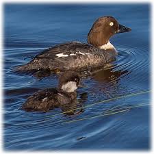 Attēlu rezultāti vaicājumam “Bucephala clangula female”