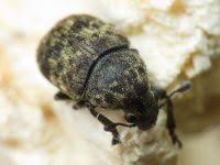 Attēlu rezultāti vaicājumam “Anthribus nebulosus”