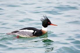 Attēlu rezultāti vaicājumam “Mergus merganser”