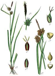 Attēlu rezultāti vaicājumam “Carex flava”