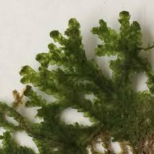 Attēlu rezultāti vaicājumam “Porella platyphylla”