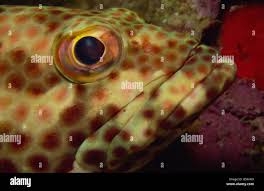 Image result for Epinephelus adscensionis