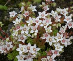 Attēlu rezultāti vaicājumam “Sedum album”