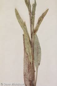 Attēlu rezultāti vaicājumam “Campanula cervicaria bud”