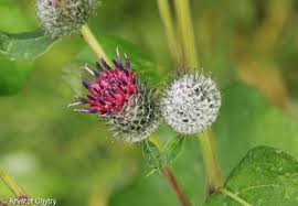Attēlu rezultāti vaicājumam “Arctium tomentosum fruit”