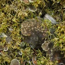 Attēlu rezultāti vaicājumam “Peltigera extenuata”