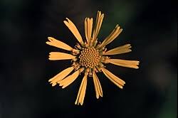 Attēlu rezultāti vaicājumam “Plantago uniflora flower”