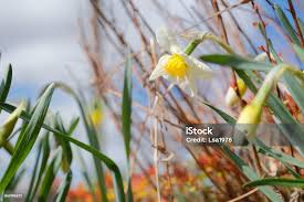 Attēlu rezultāti vaicājumam “Narcissus bud”