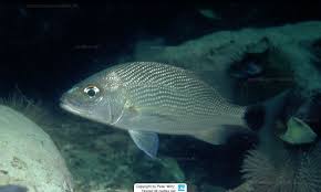 Image result for Haemulon album